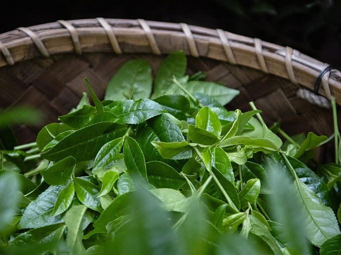 GUIDE TO matchin' MATCHA