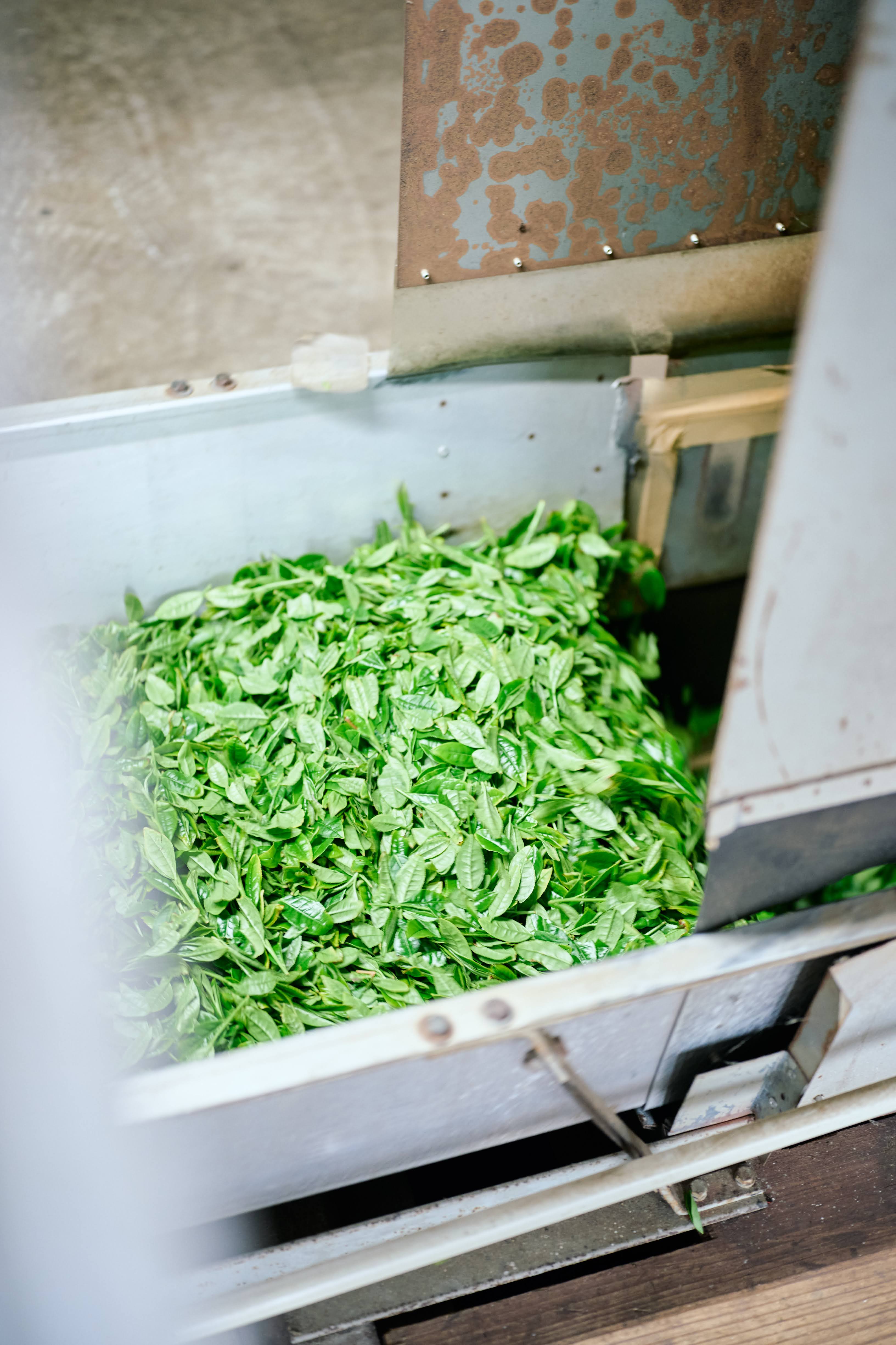 CULTIVAR BLEND MATCHA
