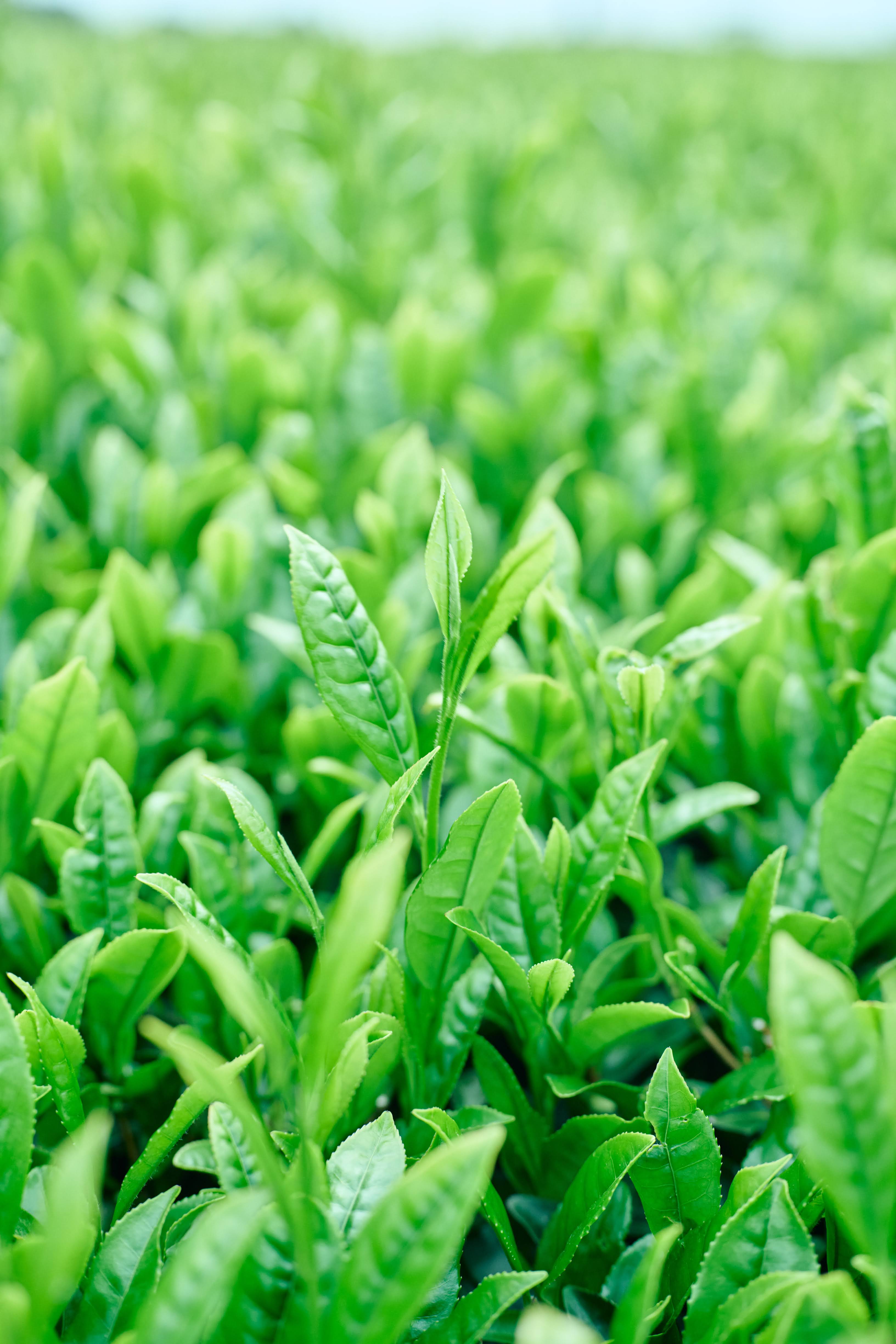 CULTIVAR BLEND MATCHA