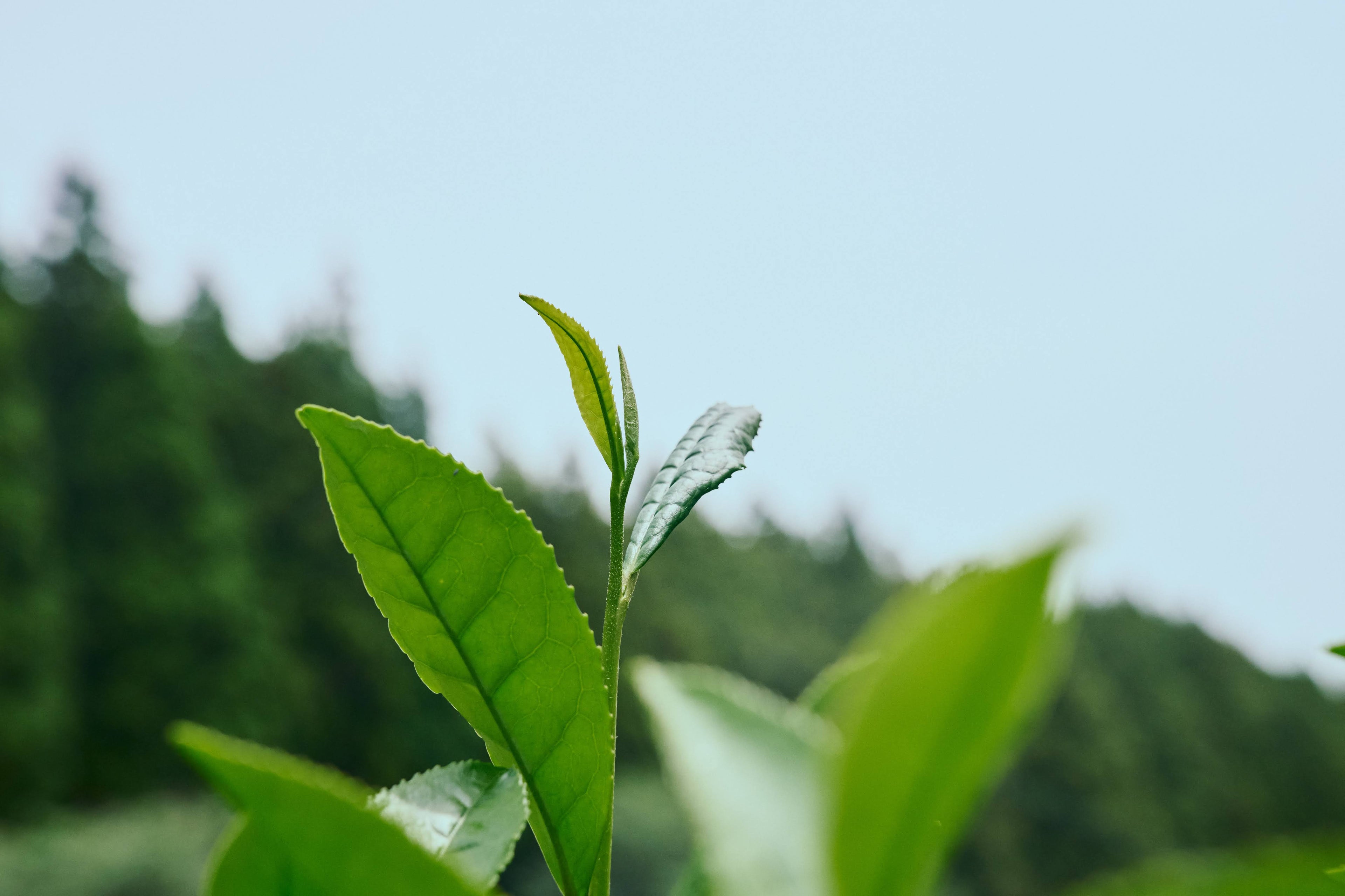 CULTIVAR BLEND MATCHA